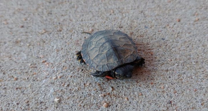 In Season: Make Way for Turtles