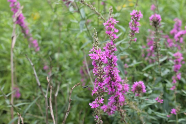 Rogue of the Month: Purple Loosestrife, the Scourge of Native Wetlands